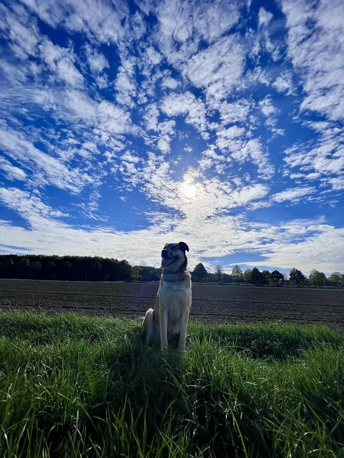 Hund sitzt im Gras von Schreinerei Haßiepen Woodworks